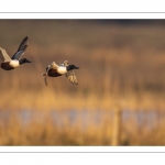 Canard souchet (Spatula clypeata - Northern Shoveler)