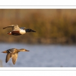 Canard souchet (Spatula clypeata - Northern Shoveler)