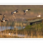 Canard souchet (Spatula clypeata - Northern Shoveler)