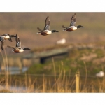 Canard souchet (Spatula clypeata - Northern Shoveler)