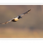 Canard souchet (Spatula clypeata - Northern Shoveler)