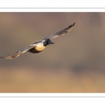 Canard souchet (Spatula clypeata - Northern Shoveler)