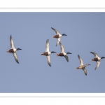 Canard souchet (Spatula clypeata - Northern Shoveler)