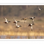 Canard souchet (Spatula clypeata - Northern Shoveler)