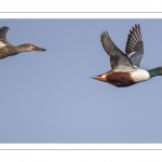 Canard souchet (Spatula clypeata - Northern Shoveler)