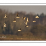 Chevalier gambette (Tringa totanus - Common Redshank)