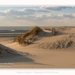 Les dunes du Marquenterre, entre Fort-Mahon et la Baie d'Authie. Saison : Hiver. Lieu : Fort-Mahon, Somme, Picardie, Hauts-de-France, France. The dunes of Marquenterre, between Fort-Mahon and the Bay of Authie. Season: Winter. Location: Fort-Mahon, Somme, Picardy, Hauts-de-France, France.