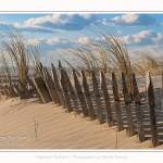 Les dunes du Marquenterre, entre Fort-Mahon et la Baie d'Authie. Saison : Hiver. Lieu : Fort-Mahon, Somme, Picardie, Hauts-de-France, France. The dunes of Marquenterre, between Fort-Mahon and the Bay of Authie. Season: Winter. Location: Fort-Mahon, Somme, Picardy, Hauts-de-France, France.