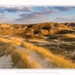 Les dunes du Marquenterre, entre Fort-Mahon et la Baie d'Authie. Saison : Hiver. Lieu : Fort-Mahon, Somme, Picardie, Hauts-de-France, France. The dunes of Marquenterre, between Fort-Mahon and the Bay of Authie. Season: Winter. Location: Fort-Mahon, Somme, Picardy, Hauts-de-France, France.