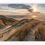 Les dunes du Marquenterre, entre Fort-Mahon et la Baie d'Authie. Saison : Hiver. Lieu : Fort-Mahon, Somme, Picardie, Hauts-de-France, France. The dunes of Marquenterre, between Fort-Mahon and the Bay of Authie. Season: Winter. Location: Fort-Mahon, Somme, Picardy, Hauts-de-France, France.