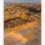 Les dunes du Marquenterre, entre Fort-Mahon et la Baie d'Authie. Saison : Hiver. Lieu : Fort-Mahon, Somme, Picardie, Hauts-de-France, France. The dunes of Marquenterre, between Fort-Mahon and the Bay of Authie. Season: Winter. Location: Fort-Mahon, Somme, Picardy, Hauts-de-France, France.