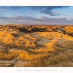 Les dunes du Marquenterre, entre Fort-Mahon et la Baie d'Authie. Saison : Hiver. Lieu : Fort-Mahon, Somme, Picardie, Hauts-de-France, France. The dunes of Marquenterre, between Fort-Mahon and the Bay of Authie. Season: Winter. Location: Fort-Mahon, Somme, Picardy, Hauts-de-France, France.