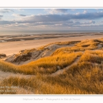 Les dunes du Marquenterre, entre Fort-Mahon et la Baie d'Authie. Saison : Hiver. Lieu : Fort-Mahon, Somme, Picardie, Hauts-de-France, France. The dunes of Marquenterre, between Fort-Mahon and the Bay of Authie. Season: Winter. Location: Fort-Mahon, Somme, Picardy, Hauts-de-France, France.