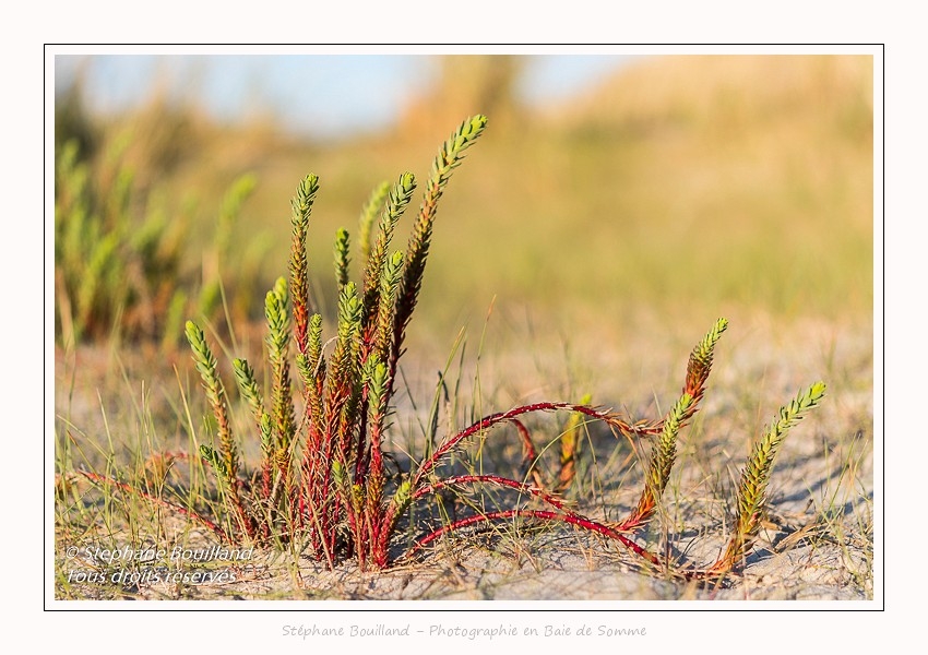 Euphorbe_maritime_Quend_Plage_18_04_2017_001-border