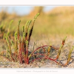 Euphorbe_maritime_Quend_Plage_18_04_2017_001-border