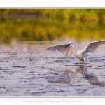 Saison : été - Lieu : Le Crotoy, Baie de Somme, Somme, Hauts-de-France, France.