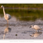 Aigrette garzette et grande aigrette en arrière-plan. Saison : été - Lieu : Le Crotoy, Baie de Somme, Somme, Hauts-de-France, France.