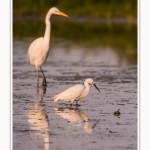 Aigrette garzette et grande aigrette en arrière-plan. Saison : été - Lieu : Le Crotoy, Baie de Somme, Somme, Hauts-de-France, France.