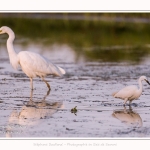 Aigrette garzette et grande aigrette en arrière-plan. Saison : été - Lieu : Le Crotoy, Baie de Somme, Somme, Hauts-de-France, France.
