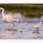 Aigrette garzette et grande aigrette en arrière-plan. Saison : été - Lieu : Le Crotoy, Baie de Somme, Somme, Hauts-de-France, France.