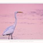 Saison : été - Lieu : Le Crotoy, Baie de Somme, Somme, Hauts-de-France, France.