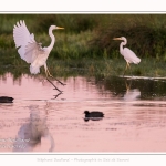 Deux grandes aigrettes se disputent la zone de pêche. Saison : été - Lieu : Le Crotoy, Baie de Somme, Somme, Hauts-de-France, France.