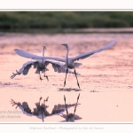 Deux grandes aigrettes se disputent la zone de pêche. Saison : été - Lieu : Le Crotoy, Baie de Somme, Somme, Hauts-de-France, France.