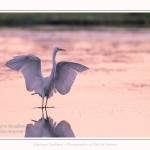 Deux grandes aigrettes se disputent la zone de pêche. Saison : été - Lieu : Le Crotoy, Baie de Somme, Somme, Hauts-de-France, France.