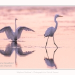 Deux grandes aigrettes se disputent la zone de pêche. Saison : été - Lieu : Le Crotoy, Baie de Somme, Somme, Hauts-de-France, France.