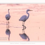 Deux grandes aigrettes se disputent la zone de pêche. Saison : été - Lieu : Le Crotoy, Baie de Somme, Somme, Hauts-de-France, France.