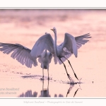 Deux grandes aigrettes se disputent la zone de pêche. Saison : été - Lieu : Le Crotoy, Baie de Somme, Somme, Hauts-de-France, France.