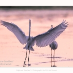 Deux grandes aigrettes se disputent la zone de pêche. Saison : été - Lieu : Le Crotoy, Baie de Somme, Somme, Hauts-de-France, France.