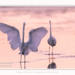 Deux grandes aigrettes se disputent la zone de pêche. Saison : été - Lieu : Le Crotoy, Baie de Somme, Somme, Hauts-de-France, France.