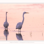 Deux grandes aigrettes se disputent la zone de pêche. Saison : été - Lieu : Le Crotoy, Baie de Somme, Somme, Hauts-de-France, France.