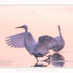 Deux grandes aigrettes se disputent la zone de pêche. Saison : été - Lieu : Le Crotoy, Baie de Somme, Somme, Hauts-de-France, France.