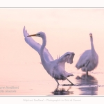 Deux grandes aigrettes se disputent la zone de pêche. Saison : été - Lieu : Le Crotoy, Baie de Somme, Somme, Hauts-de-France, France.