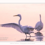 Deux grandes aigrettes se disputent la zone de pêche. Saison : été - Lieu : Le Crotoy, Baie de Somme, Somme, Hauts-de-France, France.