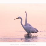 Deux grandes aigrettes se disputent la zone de pêche. Saison : été - Lieu : Le Crotoy, Baie de Somme, Somme, Hauts-de-France, France.