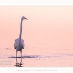 Saison : été - Lieu : Le Crotoy, Baie de Somme, Somme, Hauts-de-France, France.