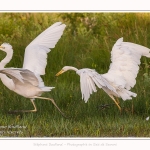 Deux grandes aigrettes se disputent la zone de pêche. Saison : été - Lieu : Le Crotoy, Baie de Somme, Somme, Hauts-de-France, France.