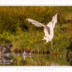 Une grande aigrette se fait chasser par un foulque - Saison : été - Lieu : Le Crotoy, Baie de Somme, Somme, Hauts-de-France, France.