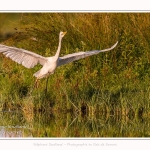 Une grande aigrette se fait chasser par un foulque - Saison : été - Lieu : Le Crotoy, Baie de Somme, Somme, Hauts-de-France, France.