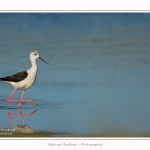 Echasse_blanche_03_06_2015_003-border