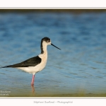 Echasse_blanche_03_06_2015_008-border