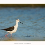 Echasse_blanche_03_06_2015_010-border