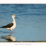 Echasse_blanche_03_06_2015_012-border