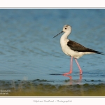 Echasse_blanche_03_06_2015_013-border