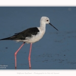 Echasse_21_07_2016_001-border