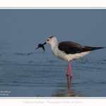 Echasse_21_07_2016_004-border