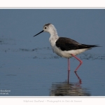 Echasse_21_07_2016_016-border